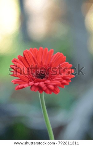  Single  Red gerbera flower on a nature  background in Thailand