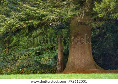 Large mammoth tree in a park