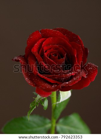 Rose flower shot against a dark background