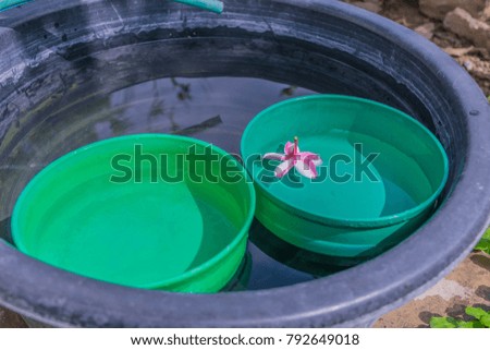 The big plastic basin with the water, water bowl, and Frangipani, Plumeria, flower.