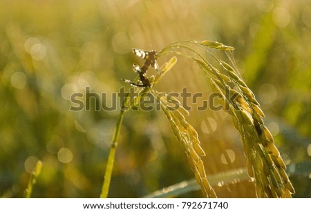 Rice in the field with fresh air and morning light.