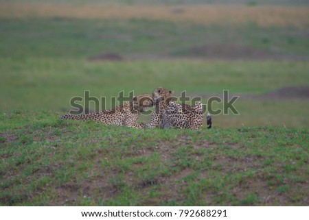 Two Cheetah's kissing and grooming each other in the Serengeti, Tanzania