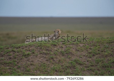 Cheetah laying on its side, grooming herself. Serengeti, Tanzania