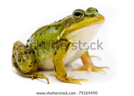 Rana esculenta. Green (European or water) frog on white background. Royalty-Free Stock Photo #79269490
