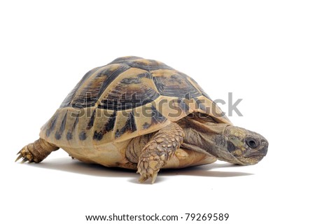 Testudo hermanni tortoiseon a white isolated background
