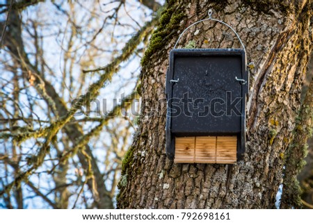 Bat House, Nest-Box on a Tree in Keila  Manor park, Estonia