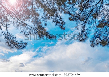 Sky and tree branch