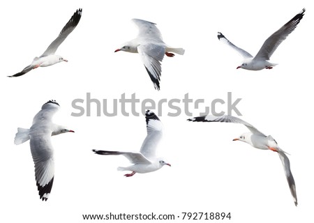 Set of seagulls flying isolated on a white background  Royalty-Free Stock Photo #792718894