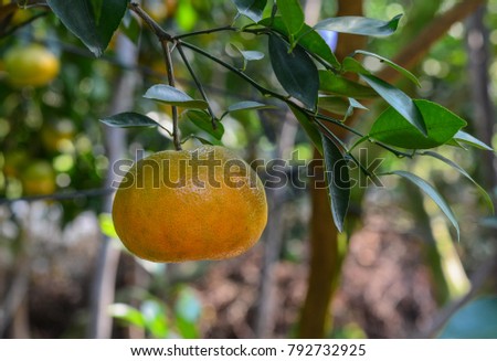 Fresh mandarin fruits on the tree at spring in Mekong Delta, Southern Vietnam.