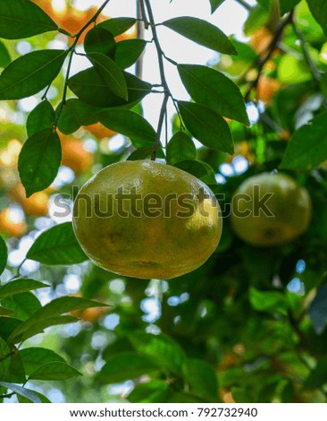 Mandarin fruits on the tree in Mekong Delta, Southern Vietnam.