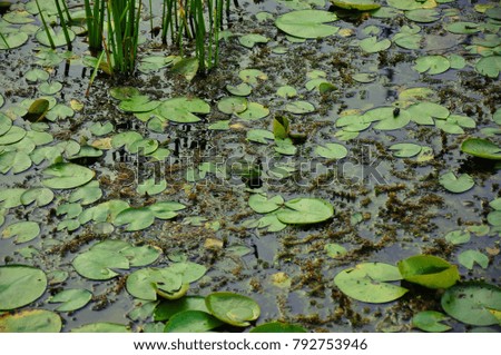 Can you find me? Hidden in lotus pond, Green Frog was hinding there.