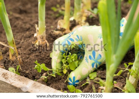 Female Gardening Weeding Weed Plants Grass In Vegetable Beds Of Onion Close Up. Weed Removal.