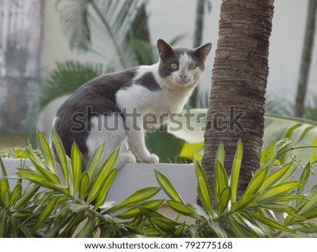 A white and black cat in the nature