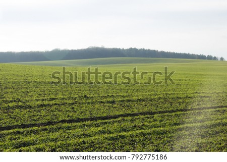 Field of green grass in early spring with trees on the horizon and blue sky. Shot in a backlit.