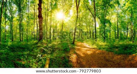Path through a spring forest in bright sunshine Royalty-Free Stock Photo #792779803