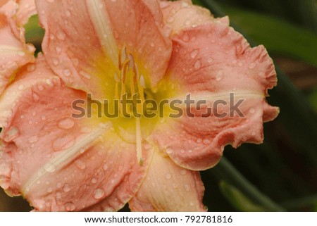 close up of a dew covered pink daylily with ruffled petals