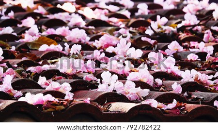 Pink couralia rosea feautiful flower fall on the roofsummer