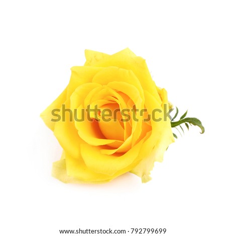 Yellow rose bud isolated over the white background