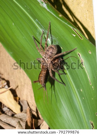 A huntsman spider attacking and carrying a locust
