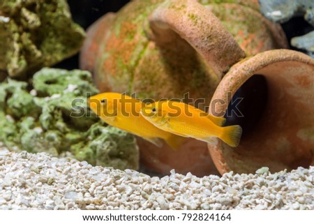 Fish cichlid Labidochromis caeruleus in the freshwater aquarium