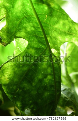 papaya leaf fiber