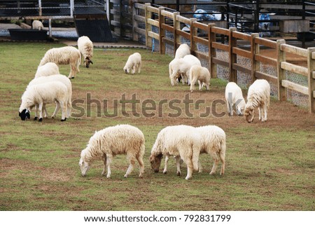 sheep farming in Thailand.