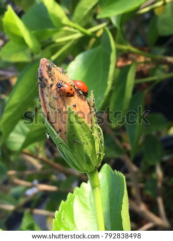 Ladybugs eating aphids on an infested budding hibiscus plant about to flower.