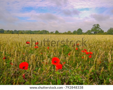 Poppy field in Cambridgeshire