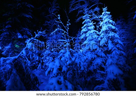 Fairy-tale forest with Christmas trees