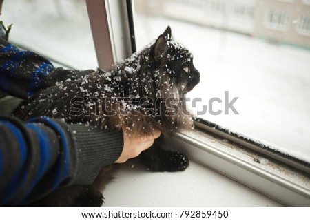 Black cat in the snow. The snow out the window. Cat looks out the window. Beautiful fluffy Siberian cat
