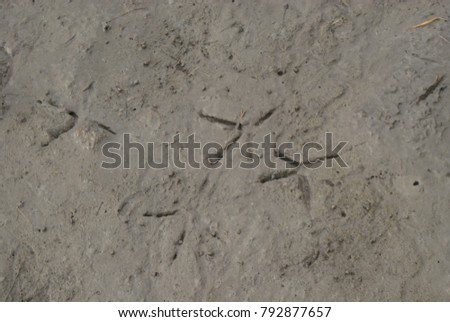 footprints of a chicken on the ground