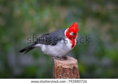 Red-crested cardinal perched on a tree trunk