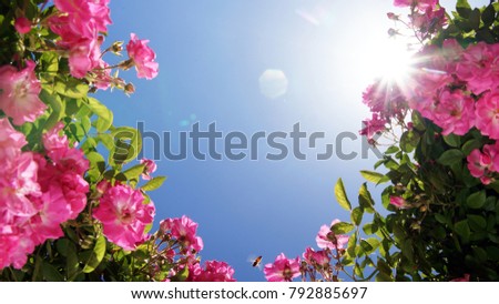 Roses With Bee and Sunburst