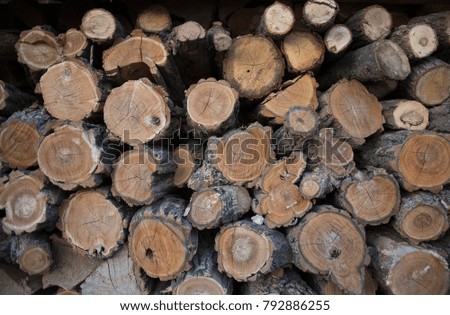 chopped wood logs stumps wood storage forest tree 