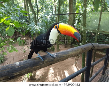 toucan sitting on a wooden guardrail in Brazil 