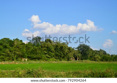 A paddy field with cloudy blue sky, locted at Ayer Pa'abas village, Alor Gajah, Melaka, Malaysia 
