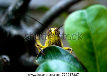 the grasshopper animal