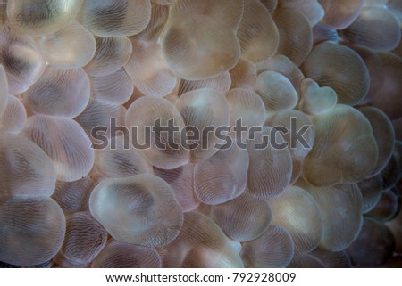 Bubble anemone close up