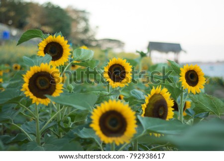 sunflowers on sunflowers field and blur background, Worms in flowers.