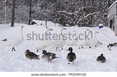 Goose and Duck on snow                               