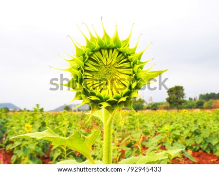 Young Sunflower in the field going to bloom