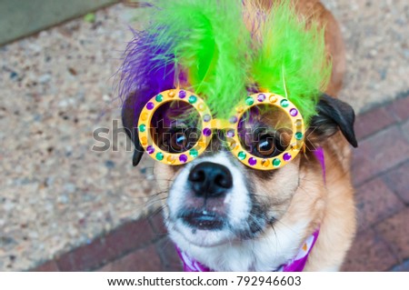 Mardi Gras Dog Costume