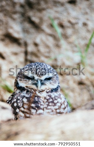 Western Burrowing Owl facing camera from the ground