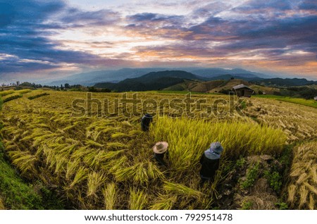 Thailand's traditional rice farmer