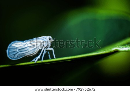 Insects World Macro