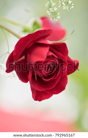 A beautiful red rose is blooming with lovely white flowers 