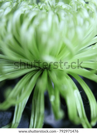 Closeup of beautiful chrysanthemum flowers