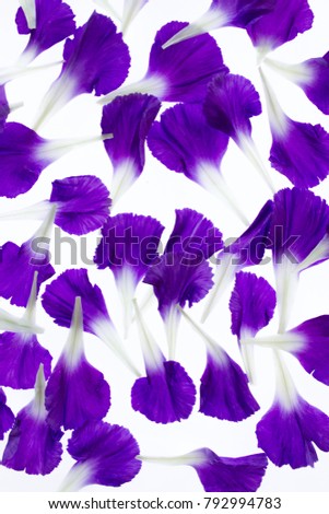 Isolated violet & white carnation petals pattern on lightbox / white background
