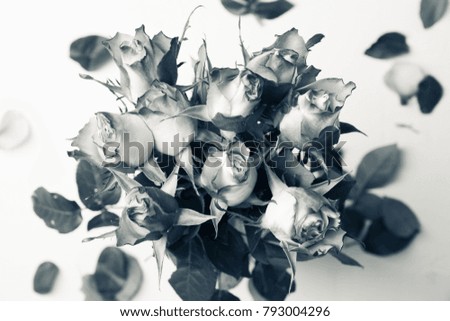 Beauty roses close up. Shallow depth of field. Black and white image.