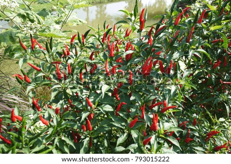 Hot pepper plant with many ripe fruits